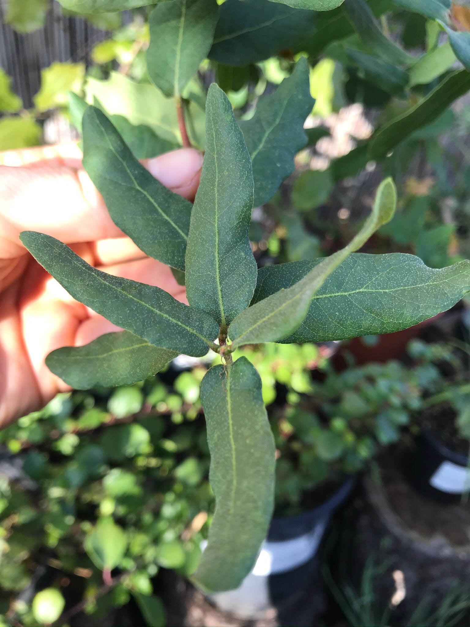 Quercus engelmannii Engelmann Oak, Mesa Oak Artemisia Nursery 5068